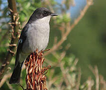 Fiscal Flycatcher