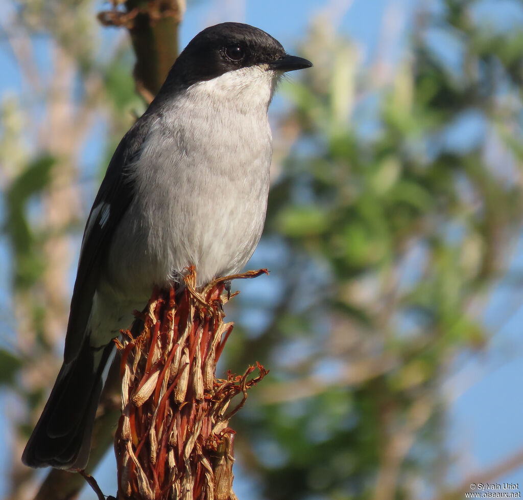 Fiscal Flycatcher female adult