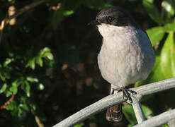 Fiscal Flycatcher