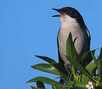 Fiscal Flycatcher