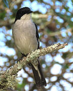 Fiscal Flycatcher