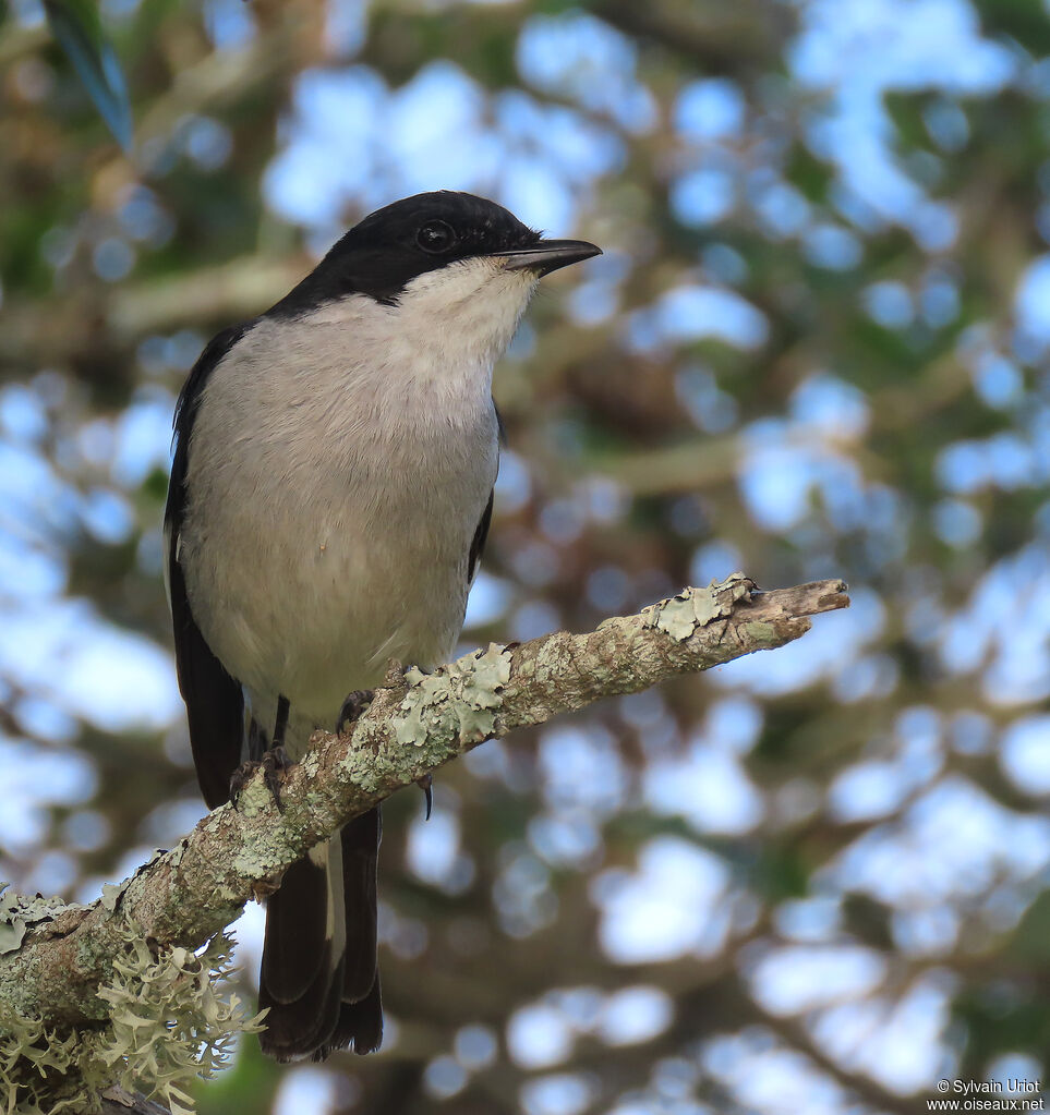 Fiscal Flycatcher male adult