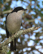 Fiscal Flycatcher