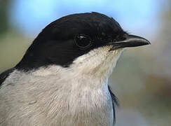 Fiscal Flycatcher