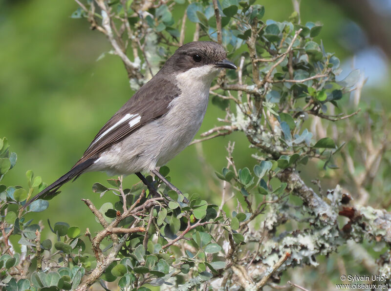 Fiscal Flycatcher female adult