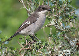 Fiscal Flycatcher