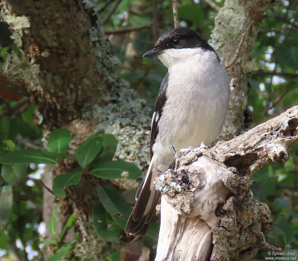 Fiscal Flycatcher male adult