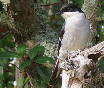 Fiscal Flycatcher