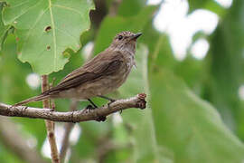 Spotted Flycatcher