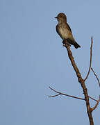 Spotted Flycatcher