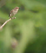 Spotted Flycatcher