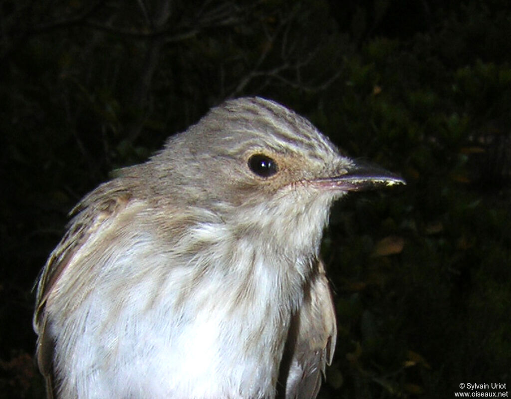 Spotted Flycatcheradult, close-up portrait