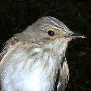 Spotted Flycatcher