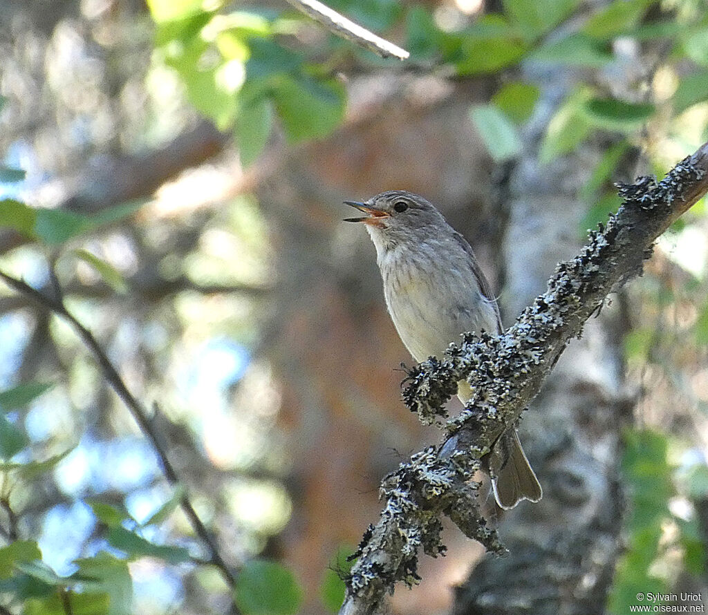 Spotted Flycatcheradult