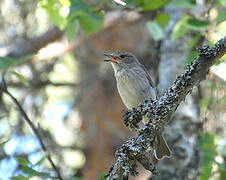 Spotted Flycatcher