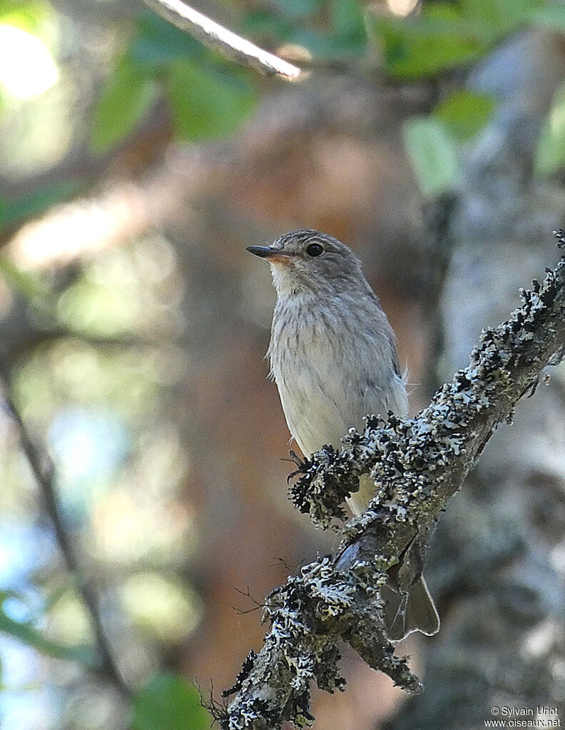 Gobemouche grisadulte