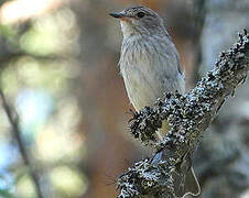 Spotted Flycatcher