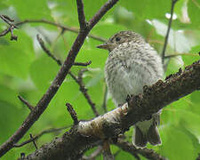 Spotted Flycatcher