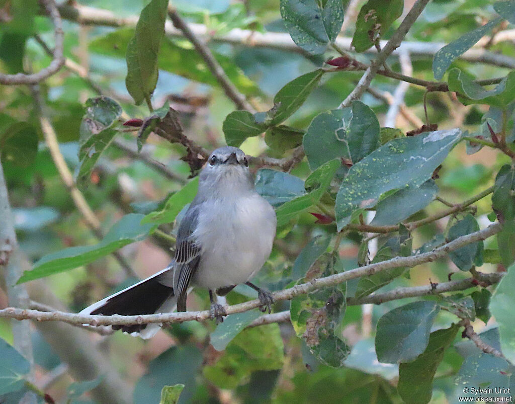 Grey Tit-Flycatcheradult