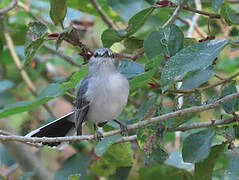 Grey Tit-Flycatcher