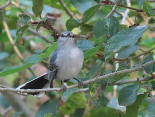Gobemouche mésange