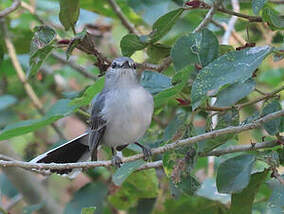 Gobemouche mésange