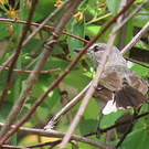 Gobemouche mésange