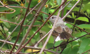 Gobemouche mésange