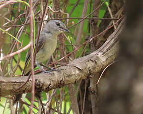 Gobemouche mésange