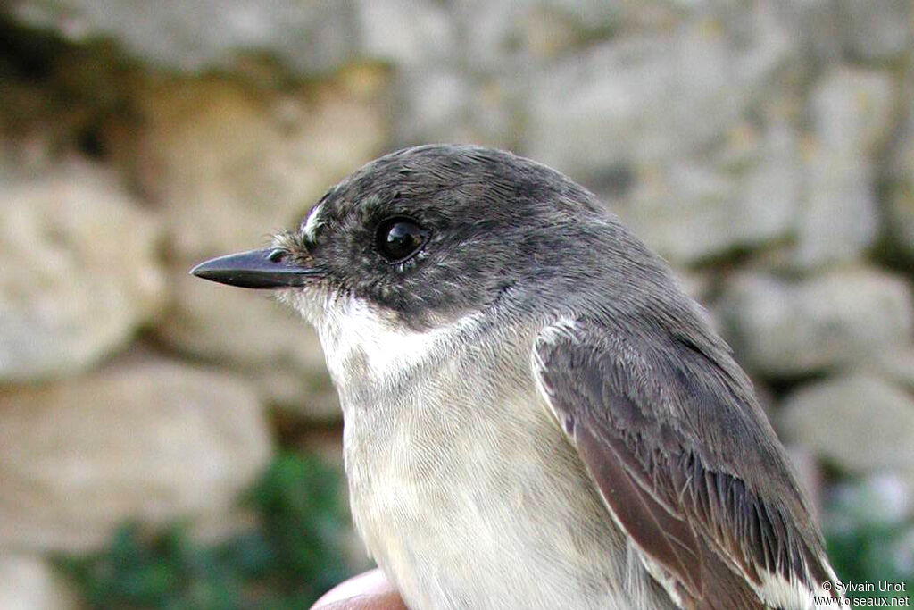 European Pied Flycatcher male adult post breeding, close-up portrait