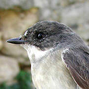 European Pied Flycatcher