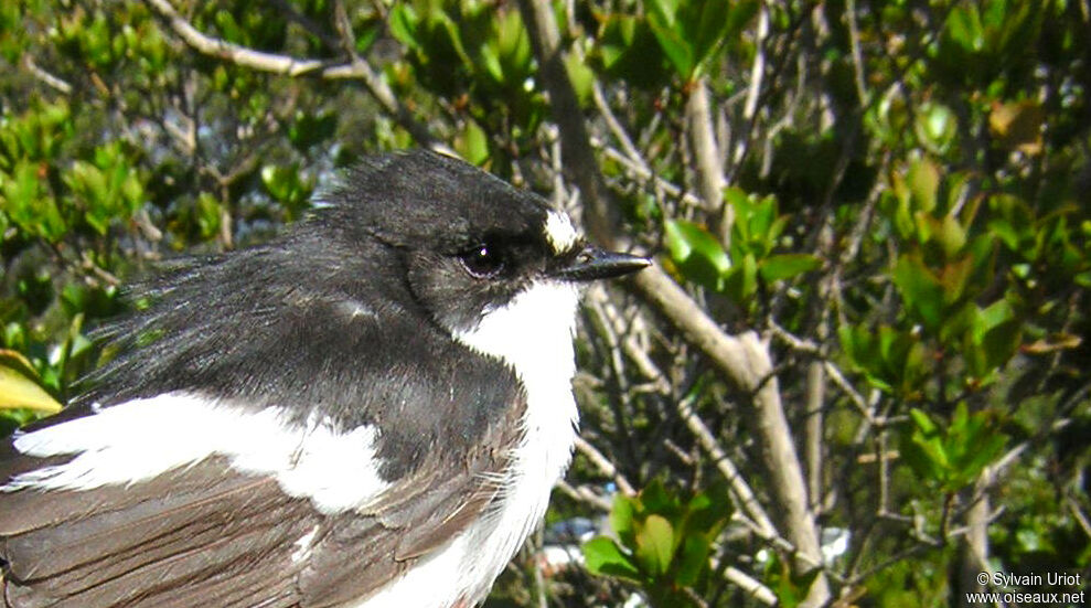 European Pied Flycatcher male adult, close-up portrait