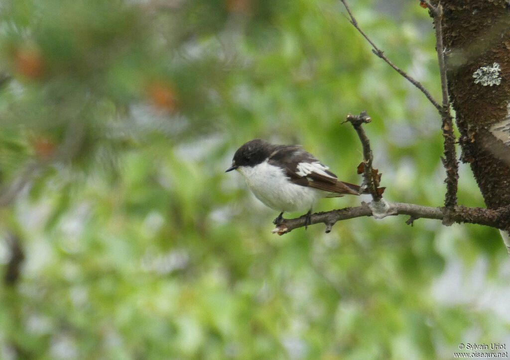 European Pied Flycatcher male adult