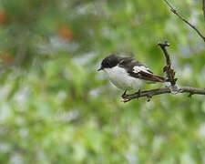 European Pied Flycatcher