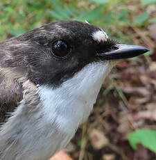 Gobemouche noir