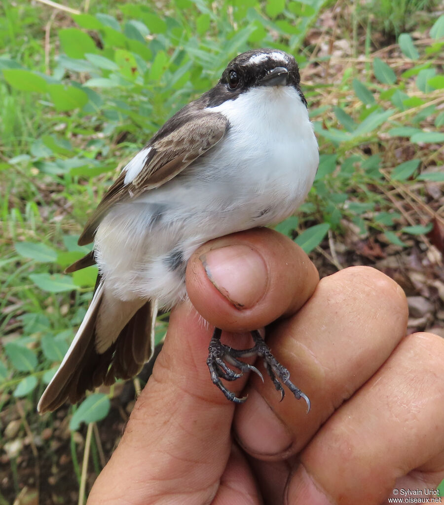 Gobemouche noir mâle immature