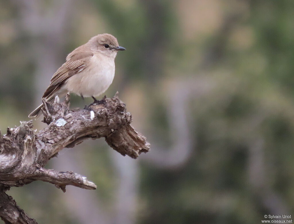 Pale Flycatcheradult