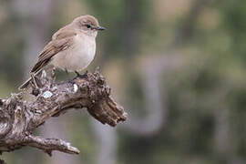 Pale Flycatcher