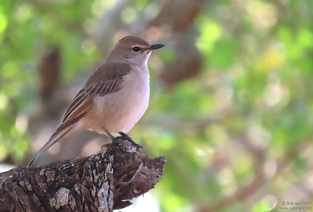 Pale Flycatcheradult