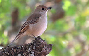 Pale Flycatcher