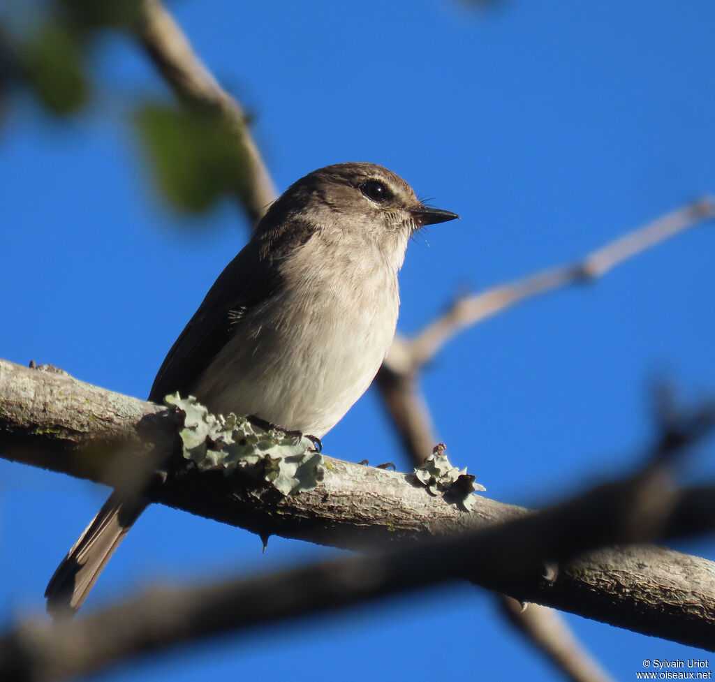 African Dusky Flycatcheradult