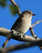 African Dusky Flycatcher