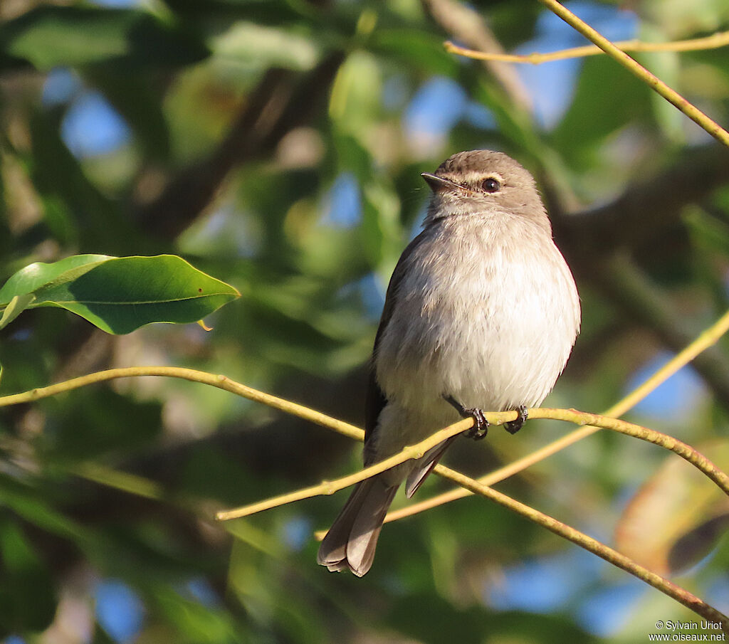 African Dusky Flycatcheradult