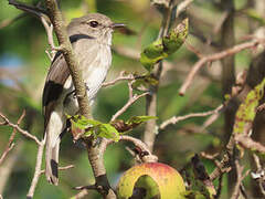 African Dusky Flycatcher