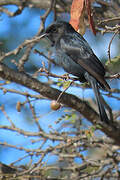 Southern Black Flycatcher