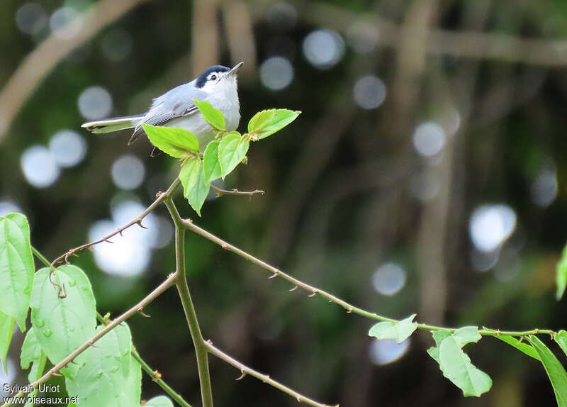 White-browed Gnatcatcher male adult, identification