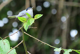 White-browed Gnatcatcher