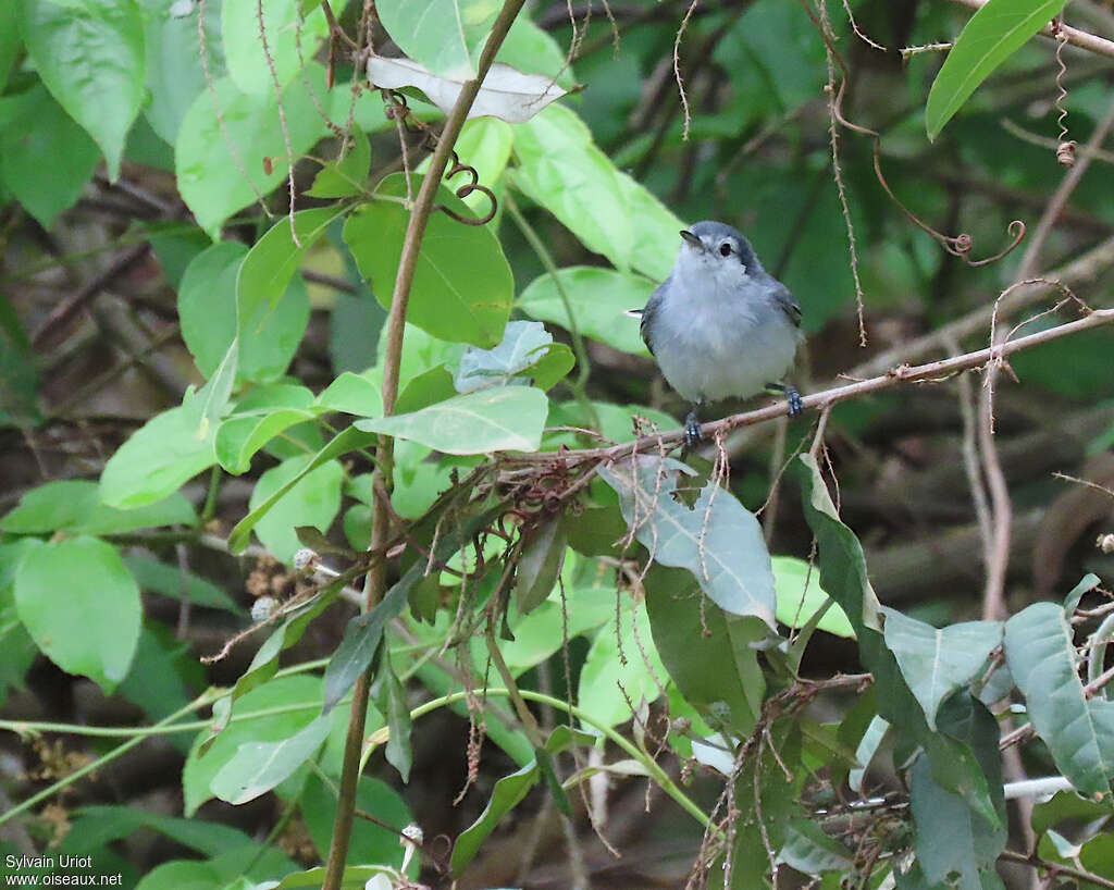 White-browed Gnatcatcher female adult, habitat, pigmentation