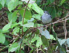 White-browed Gnatcatcher