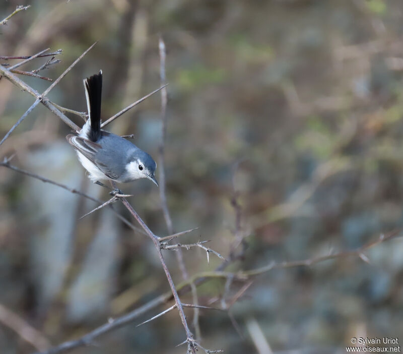 White-browed Gnatcatcher female adult